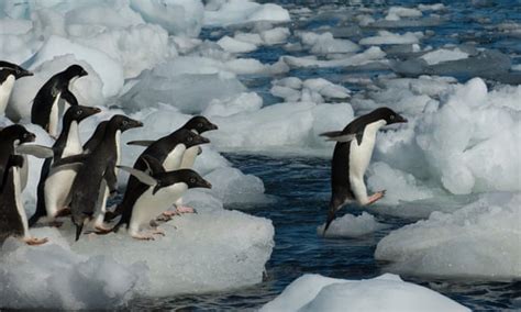 Adélie penguins could thrive as result of sea ice melting | Focusing on Wildlife