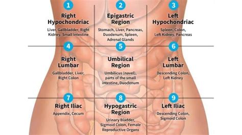 Abdominal quadrants organs