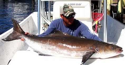 Panama City Beach Cobia Fishing...