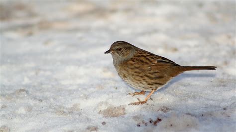 Dunnock | British Wildlife Wiki | Fandom powered by Wikia