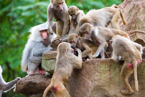 Baboon family — Stock Photo © palko72 #17632659