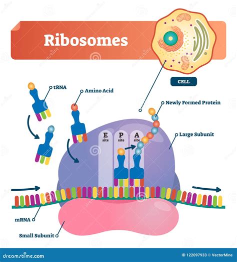 Ribosomes Diagram Labeled