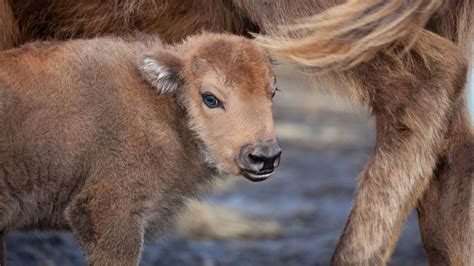 The first baby bison has been born in UK ‘rewilding’ program | CNN