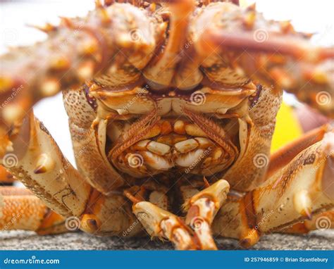 Spiny rock lobster stock image. Image of food, dinner - 257946859