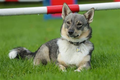 Swedish Vallhund vs Corgi: 5 Key Differences - IMP WORLD