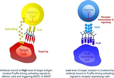 The role of Fc gamma receptors in the activity of immunomodulatory antibodies for cancer ...