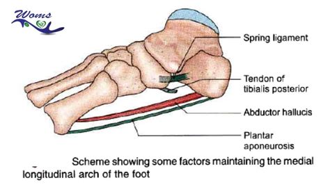 Arches of foot : Introduction,Types,Function and Clinical correlation