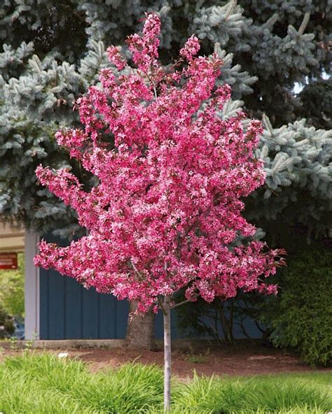 Malus Crab Apple 'Royal Raindrops' 16" Pot - Hello Hello Plants ...