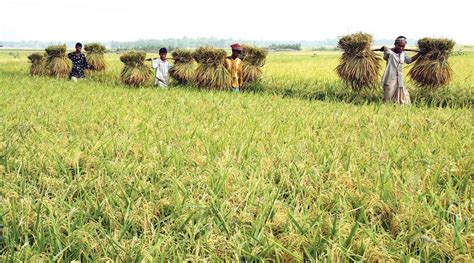 Disorder in Bangladesh’s Traditional Six Seasons Changing Its ...