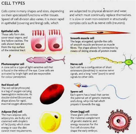 types Cells In The Human Body And Their Functions of cells in the human ...