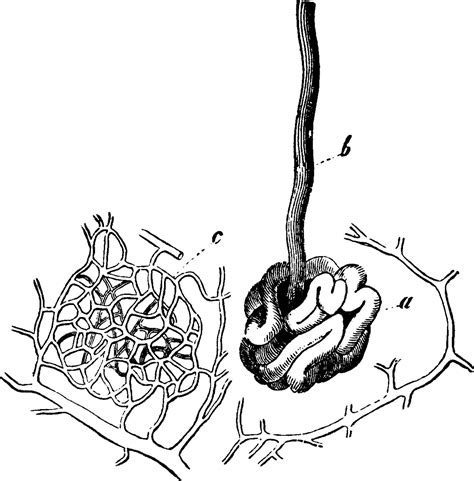 Sweat Gland, vintage illustration. 13690068 Vector Art at Vecteezy