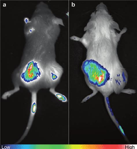 Examples of in vivo imaging with optical agent. ( a , b ) Fluorescence ...