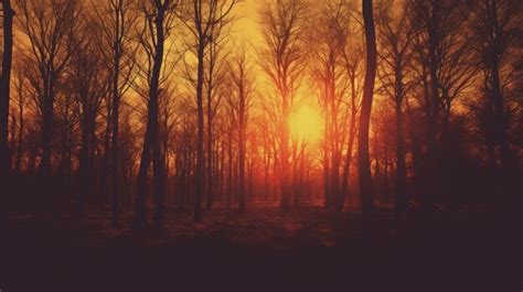 Premium AI Image | Instagram style filtered woods at sunset silhouette concept