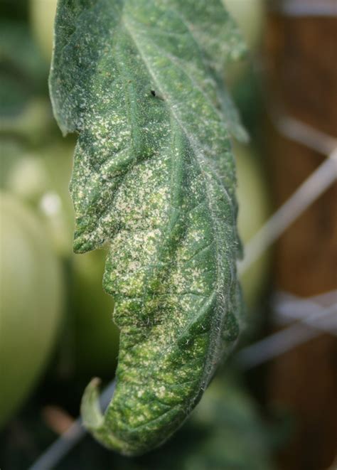 Two-Spotted Spider Mite on Solanaceous Crops | Scouting Guides for ...