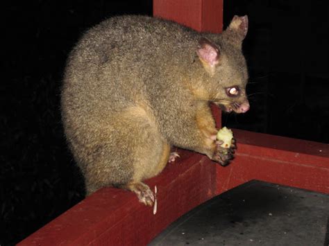 Common Brushtail Possum | Project Noah