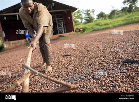 Cocoa bean fermentation hi-res stock photography and images - Alamy