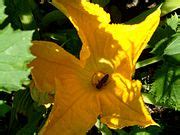 Category:Insects on Cucurbita pepo flowers - Wikimedia Commons