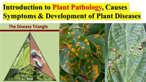 Plant Pathology | Causes | Symptoms | Development of Disease | Disease ...