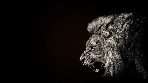 Online crop | HD wallpaper: selective coloring, black, animals, lion ...