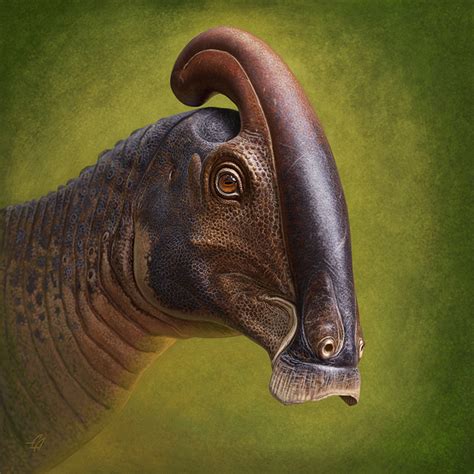 Parasaurolophus Skull Solves Mysteries of Colorful Crest, Family Tree | NC State News