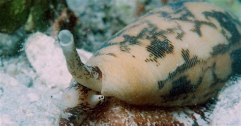 Real Monstrosities: Cone Snail