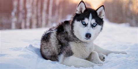 Can You Identify The Siberian Animals?