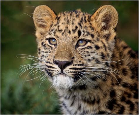 Amur leopard cub by AnnChown | ePHOTOzine