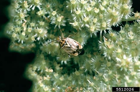 tarnished plant bug, Lygus lineolaris (Hemiptera: Miridae) - 5512026