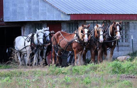 Amish Working Horses Photograph by Brook Burling - Fine Art America