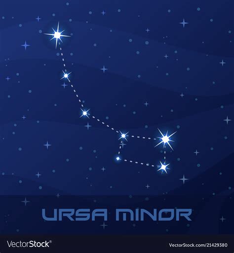 Constellation ursa minor little bear Royalty Free Vector