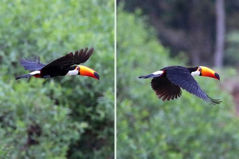 What Do You Know About The Toco Toucan? - Things Guyana