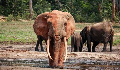 AFRICAN FOREST ELEPHANT - Saving The Survivors