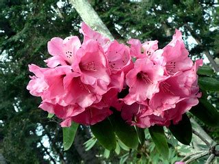 Red Rhododendron Flowers | Red rhododendron flowers, Finnert… | Flickr