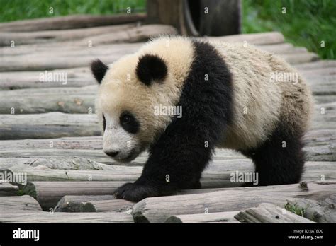 Panda in a reserve in Sichuan (China Stock Photo - Alamy