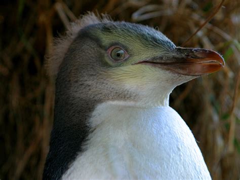 Wiinterrr's Day: Season Uncertain for Yellow-eyed Penguin