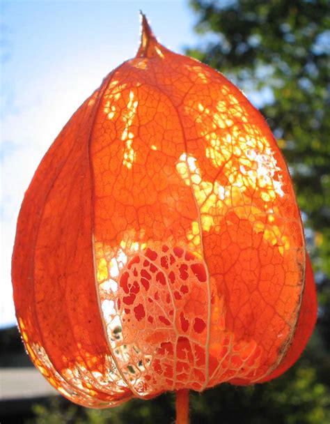 Chinese Lantern Flowers Alluding to a Symbol for Protection - Learn ...