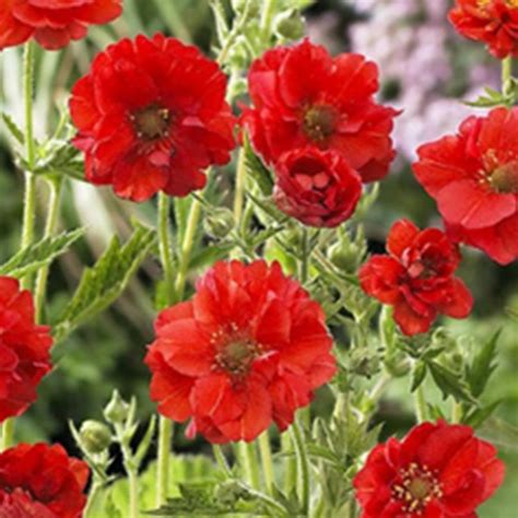 Geum Mrs J Bradshaw 1L - Herbaceous Perennials - Polhill Garden Centre