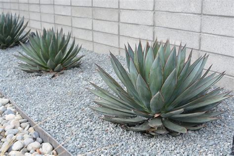 some very pretty green plants by the side of a brick wall with rocks ...