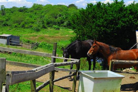 Rustic Rides Farm | Block Island, RI 02807