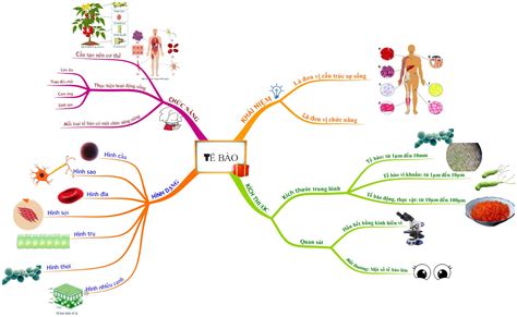 Lý thuyết sơ đồ tư duy bài tế bào - đơn vị cơ sở của sự sống sinh 6