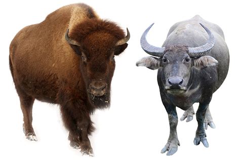 Bison or Buffalo | Learn The Difference Between Bison & Buffalo