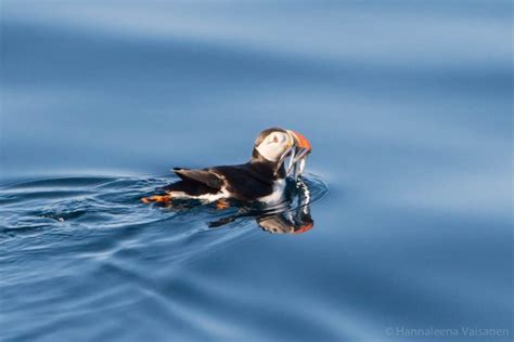 Join a whale safari in Vesterålen to meet the giants of the seas ...