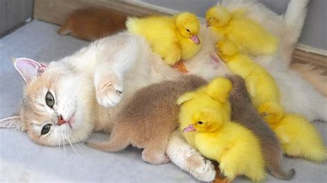 Mom cat also is a mother duck. Ducklings are very clingy to mom cat. Baby kitten live with ducklings