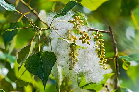 Download free photo of Poplar,tree,female,fruit,capsule - from needpix.com