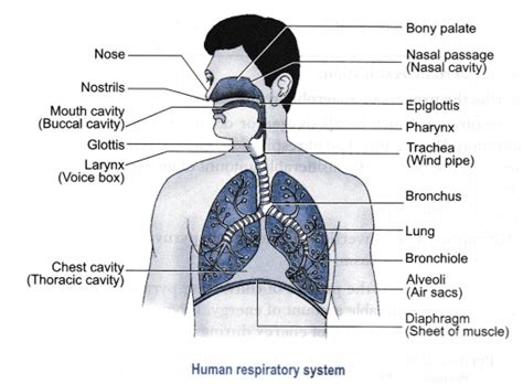 Explain process of breathing in man - CBSE Class 10 Science - Learn CBSE Forum