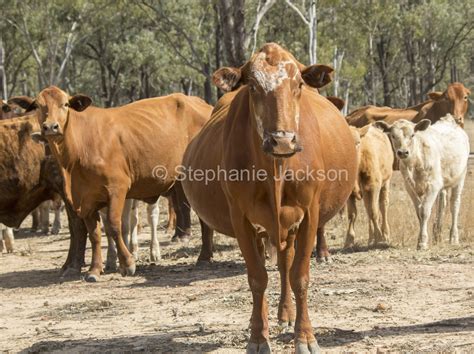 Farm animals and farming in Australia, including unusual livestock