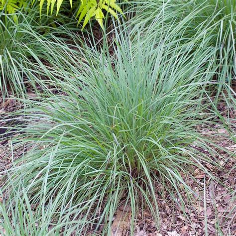 Blues Little Bluestem Grasses for Sale | BrighterBlooms.com