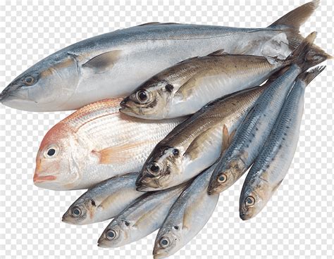 Raw fishes, Saltwater fish, Fish, food, animals, seafood png | PNGWing