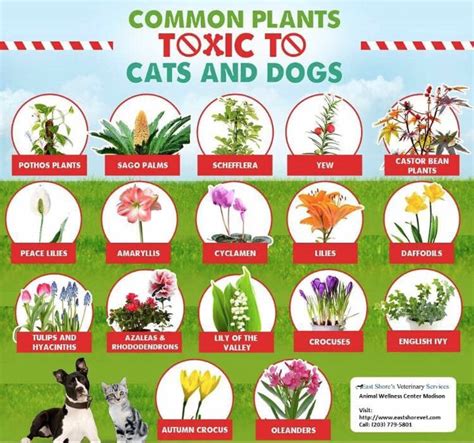 What Flowers Are Not Toxic To Dogs