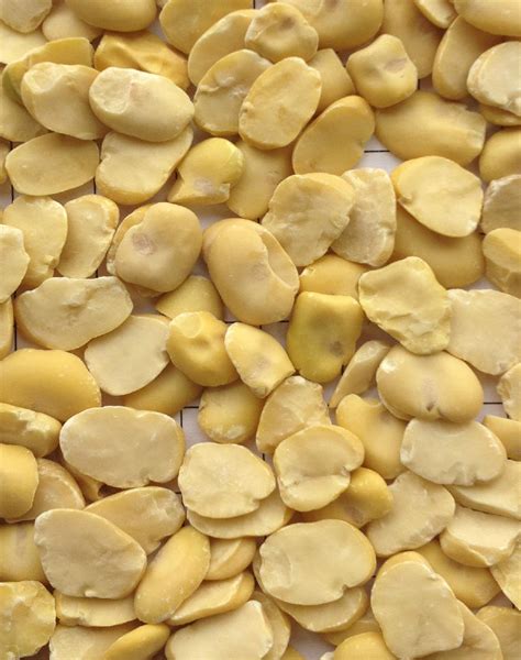 Dry Fava Beans For Sale,Netherlands price supplier - 21food